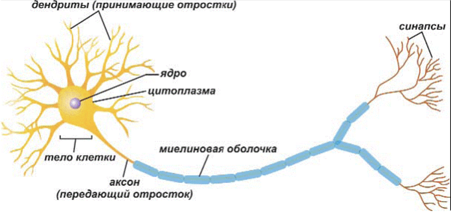 Основная клетка нервной системы. Схема строения нейрона. Нейроны и нервная система человека схема. Структурно-функциональный элемент нервной системы. Строение нейрона анатомия схема.