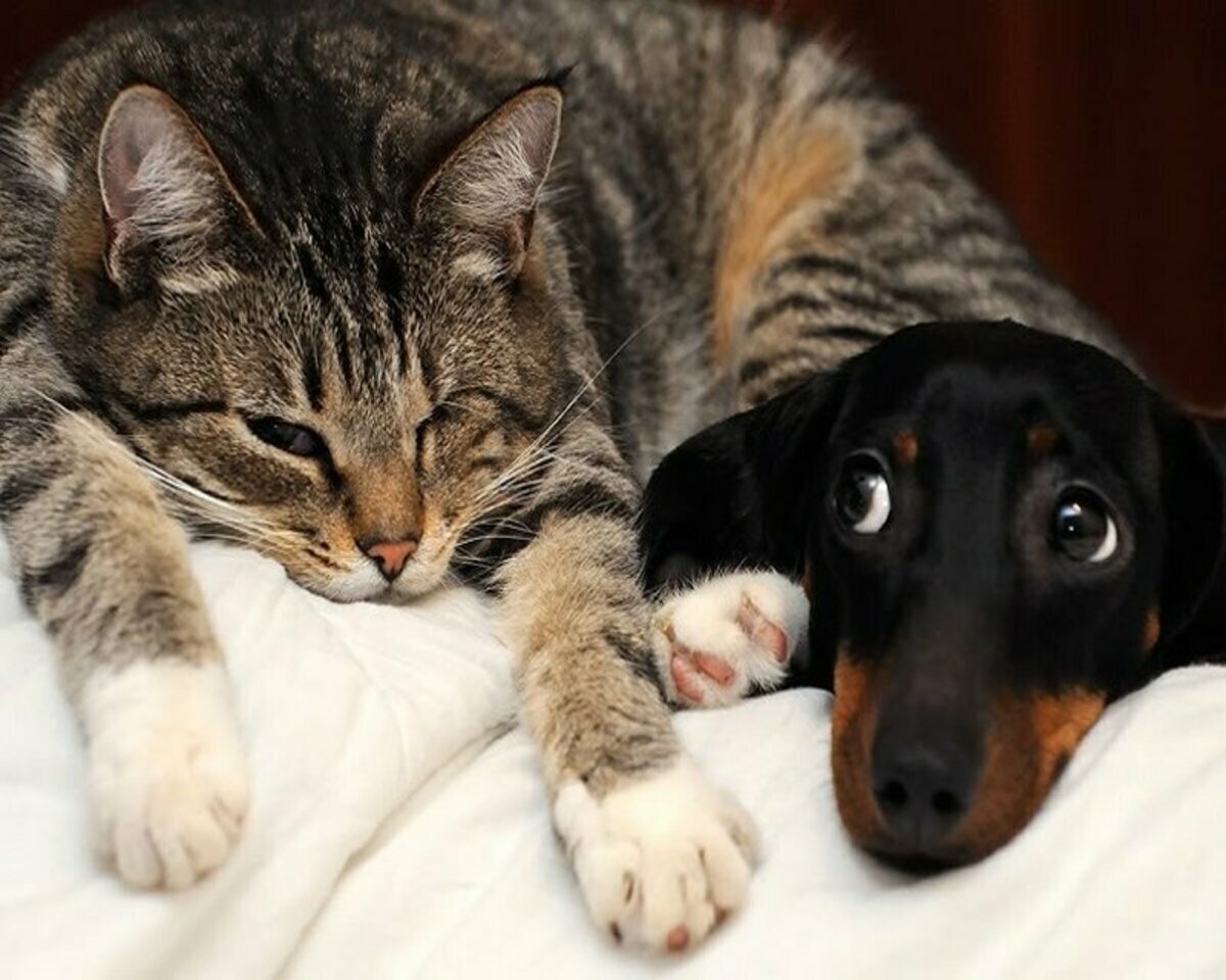 Все мы в одном доме живем. Забавные кошки и собаки. Животные с юмором. Кот и собака дружат. Кошки и собаки приколы.
