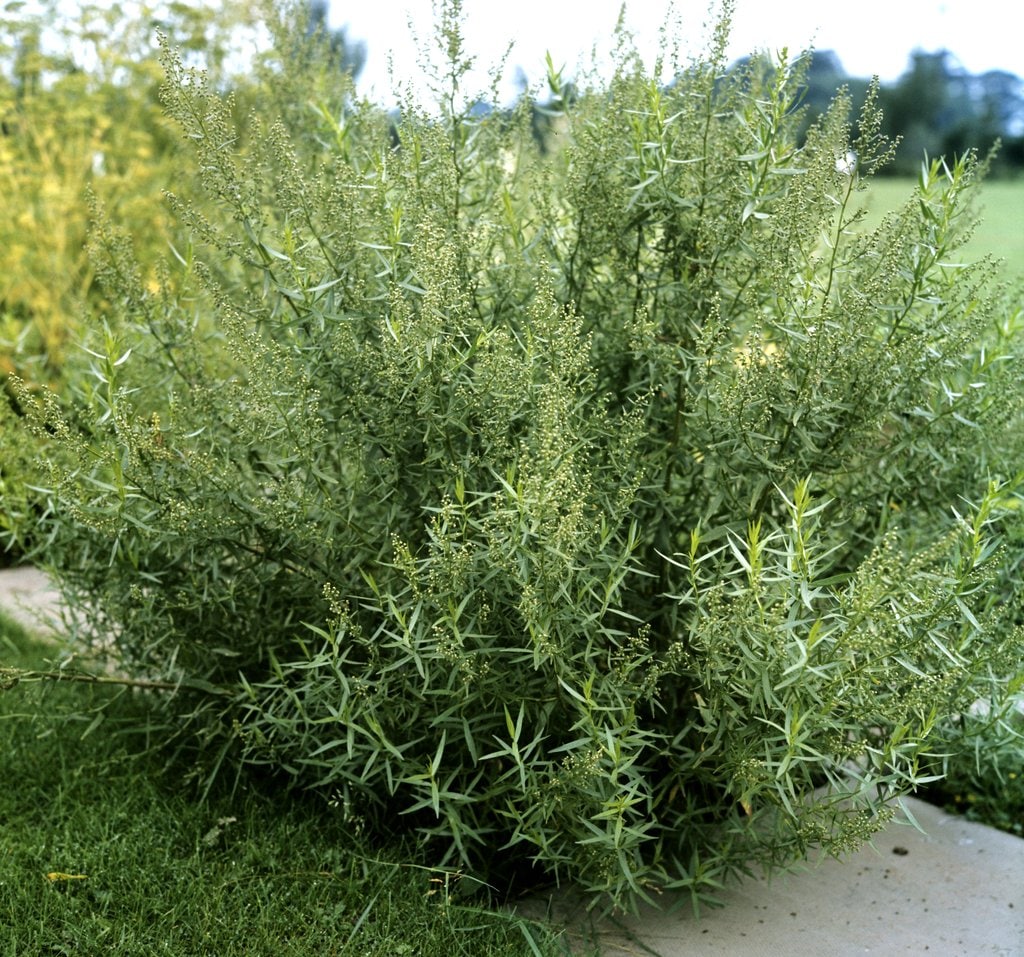 Как выглядит тархун растение фото