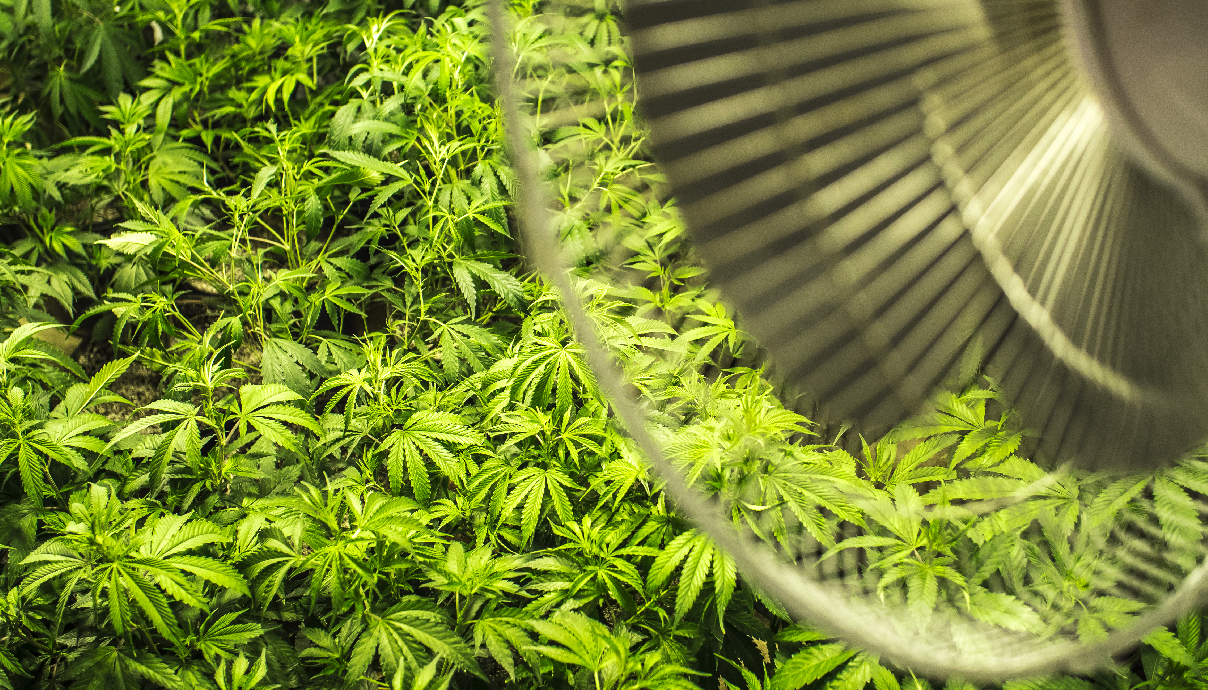 Руководство по циркуляции воздуха при выращивании в индоре – Telegraph