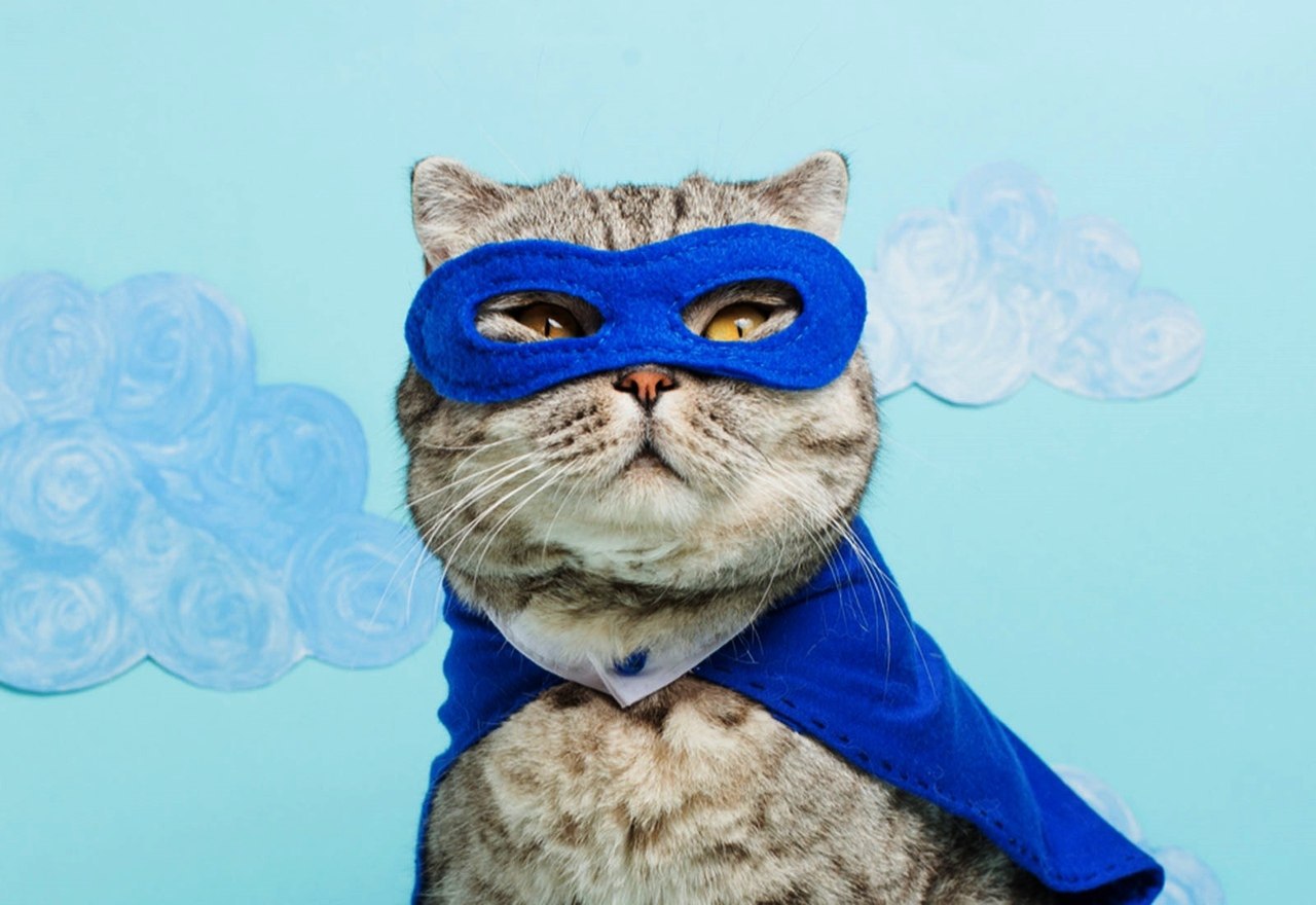 Выступление кота в маске. Маска кота. Коты в масках. Кот в повязке. Котики м.
