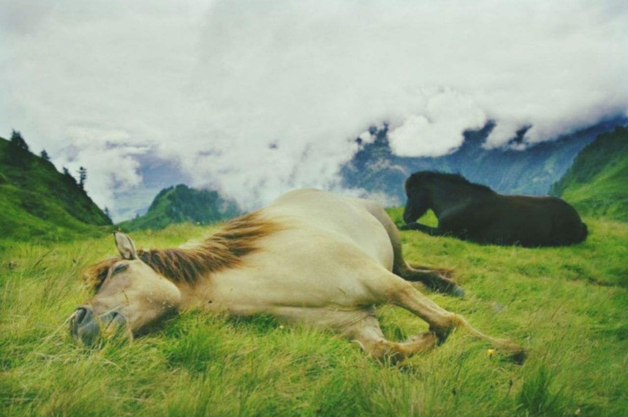 Лежа на коне. Лошадь лежит. Лежачий конь. Спящие лошади.