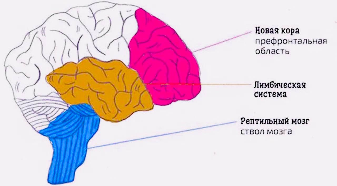 Brain now. Строение головного мозга + неокортекс.
