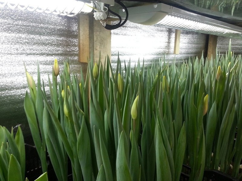 Сколько можно вырастить тюльпанов на 1 м2. Выгонка тюльпанов на гидропонике. Выгонка тюльпанов к 8.
