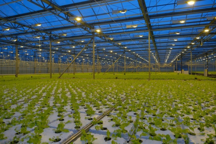 С начала года производство тепличных овощей в Подмосковье выросло на 33%