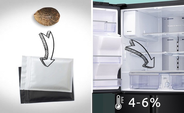 хранить семена конопли в холодильнике