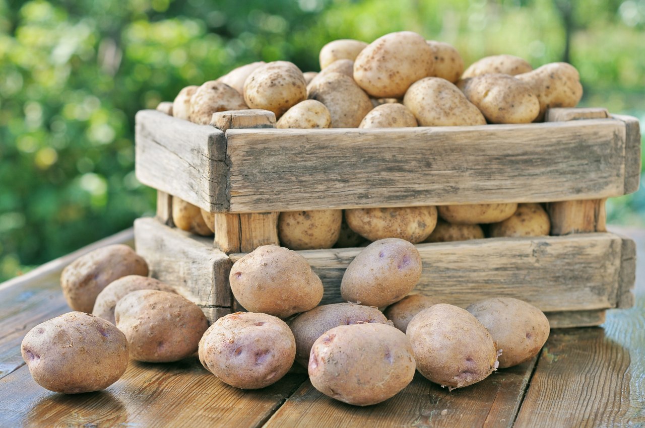 Польша превращается в импортера российского картофеля