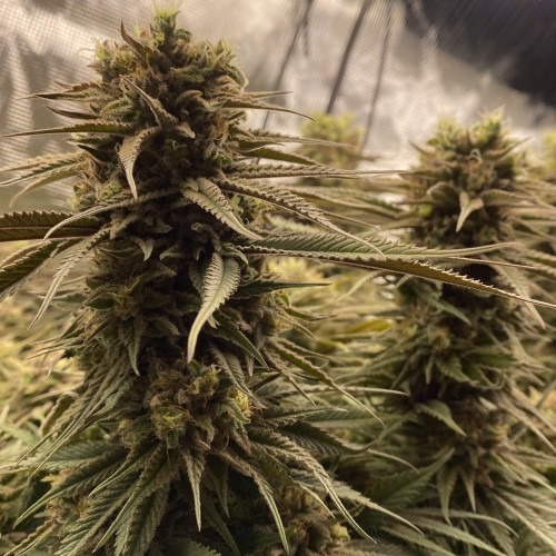 Barneys Farm critical Kush foto открытии грунт. Barneys Farm critical Kush foto Outdoor.