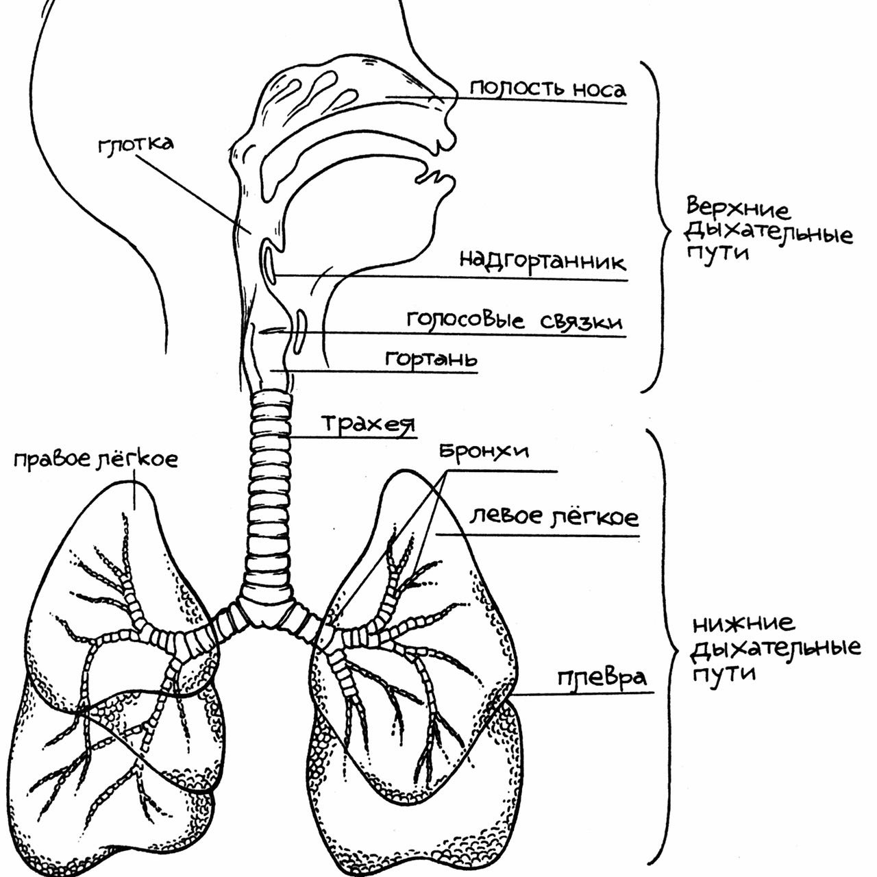 Дыхательная система схема для детей
