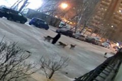 Стая бродячих собак напала на женщину в Хабаровске