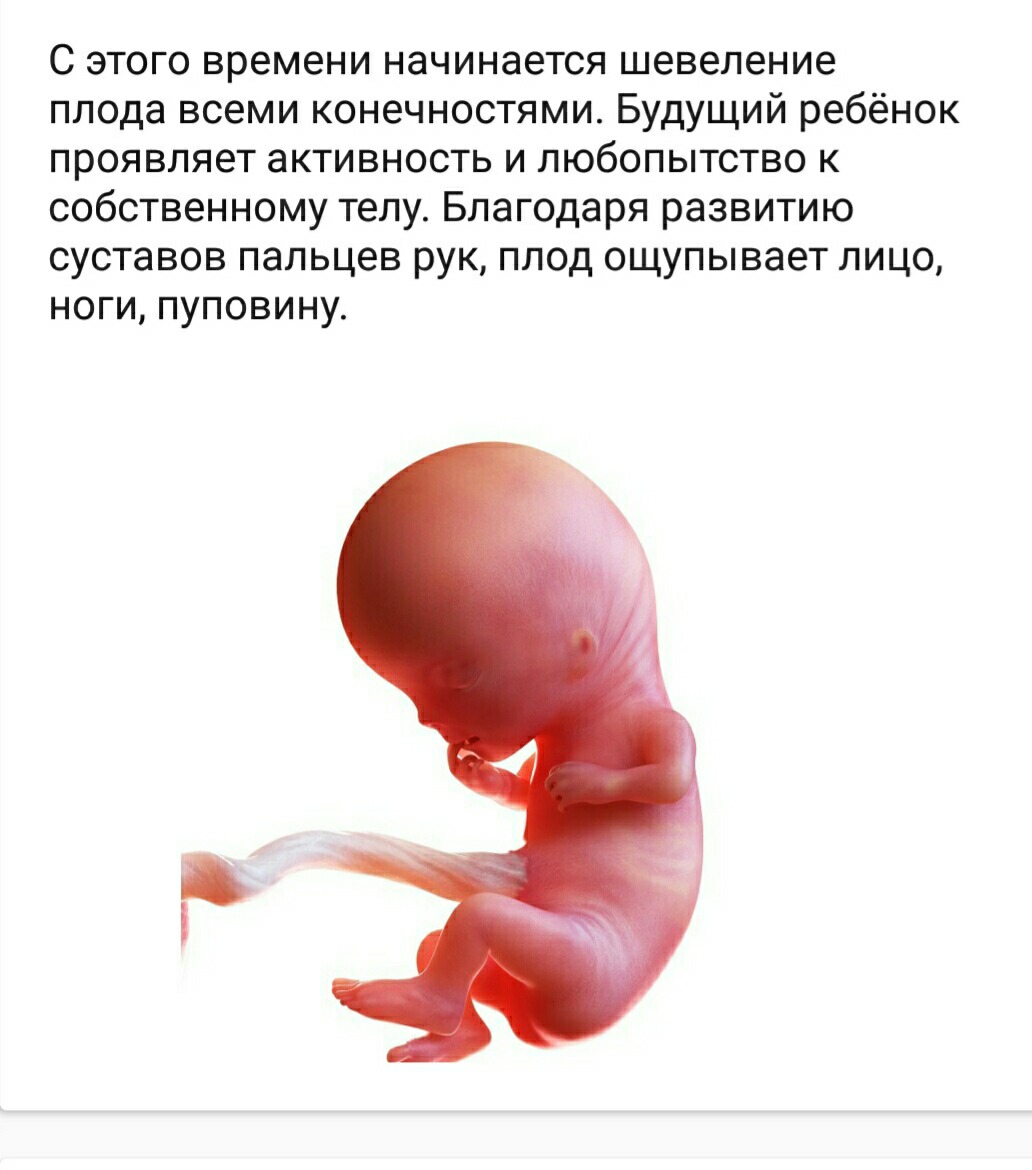 Размер ребёнка на 11 неделе беременности