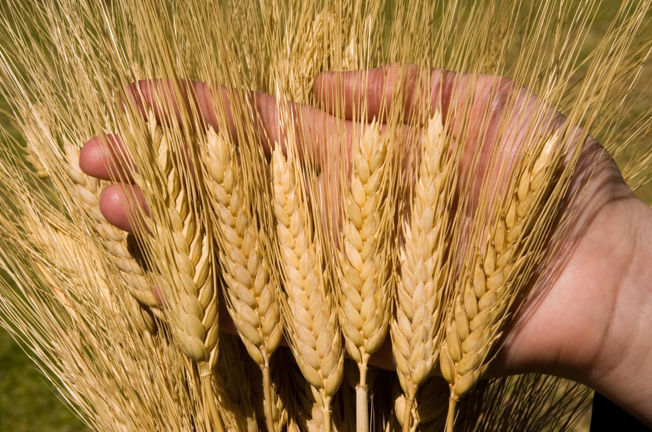 В РФ впервые за семь лет выращена пшеница 1 класса