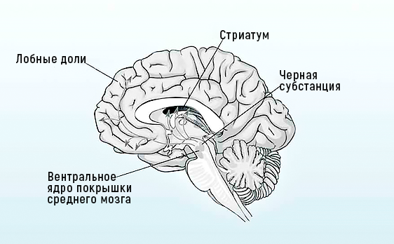 ПРИЧИНЫ СДВГ – Telegraph