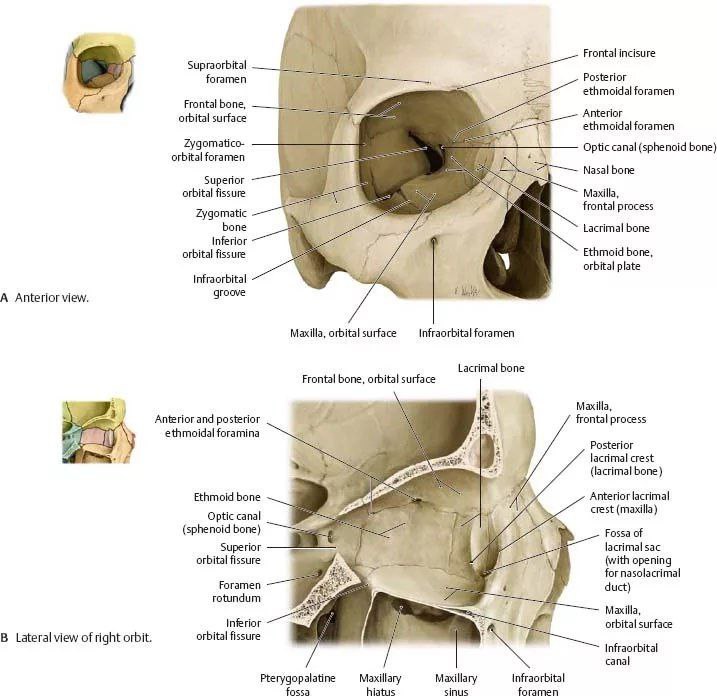 Строение глазницы кости. Медиальная стенка глазницы анатомия. Медиальная стенка орбиты анатомия. Глазница черепа анатомия. Костные стенки глазницы анатомия.