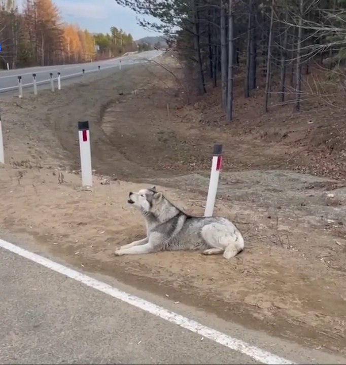 На трассе Чита-Хабаровск пес двое суток ждал хозяина