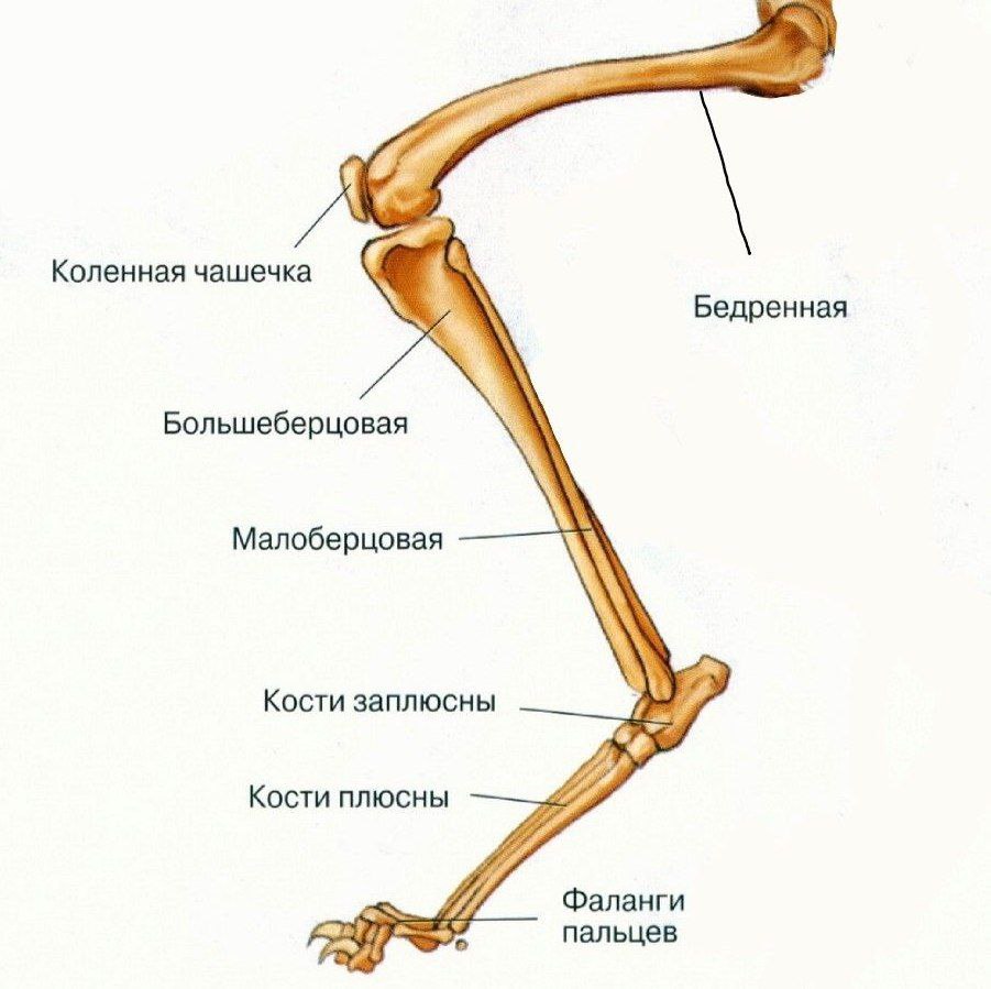 Кости тазовой конечности