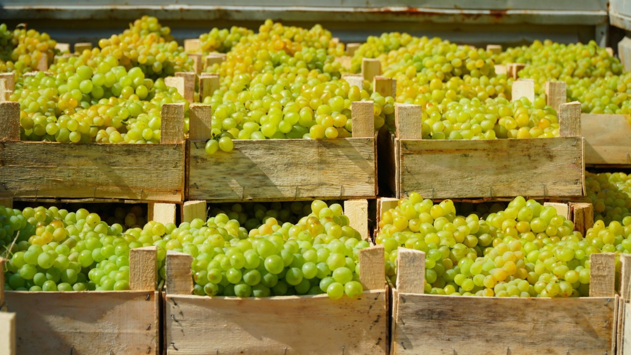 На Ставрополье построят хранилище винограда мощностью 300 тонн