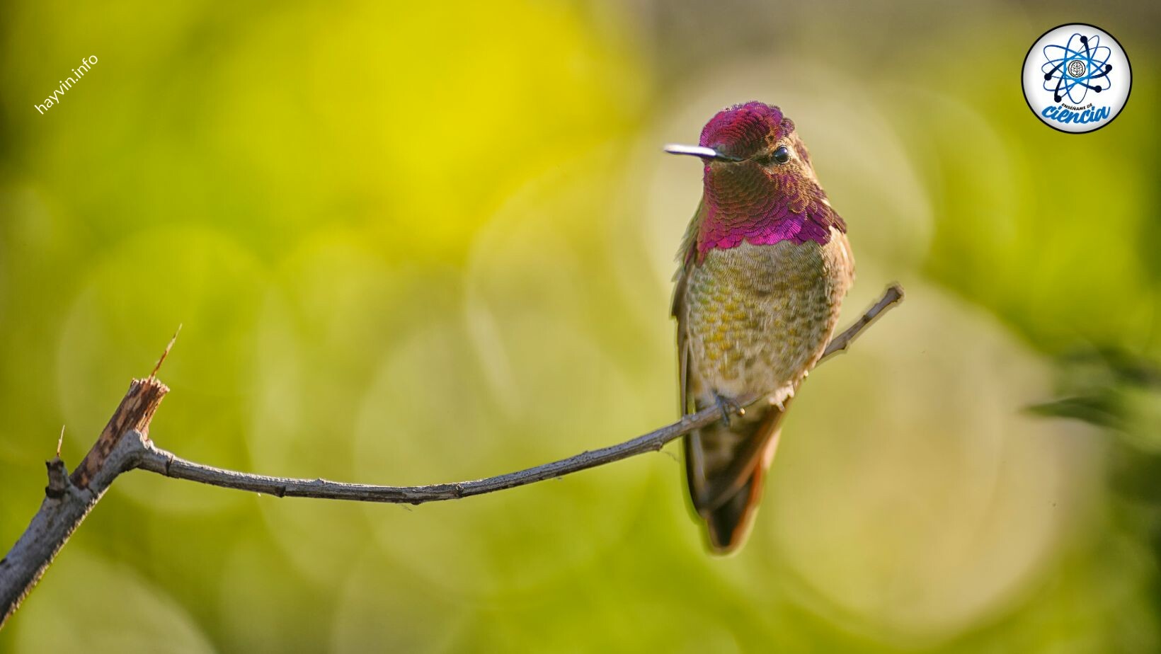 Ismerje meg a jelentését és fontosságát egy kolibri látogatásáról a kertben