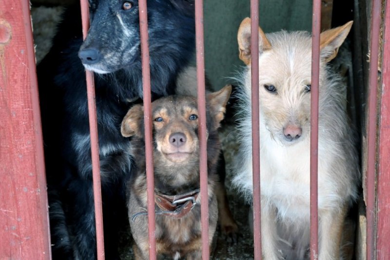 1500 бездомных животных будет отловлено в Хабаровске