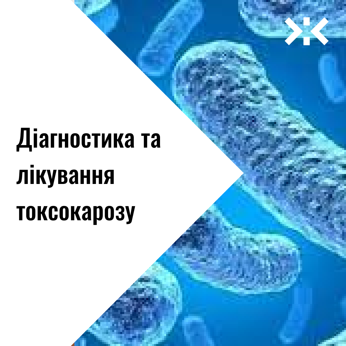 Діагностика та лікування токсокарозу – Telegraph