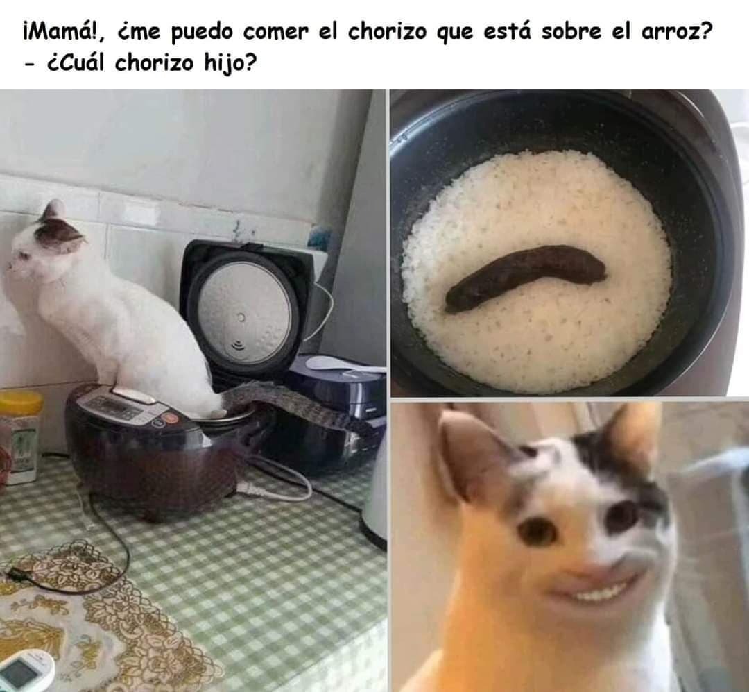 Arroz con chorizo de gato