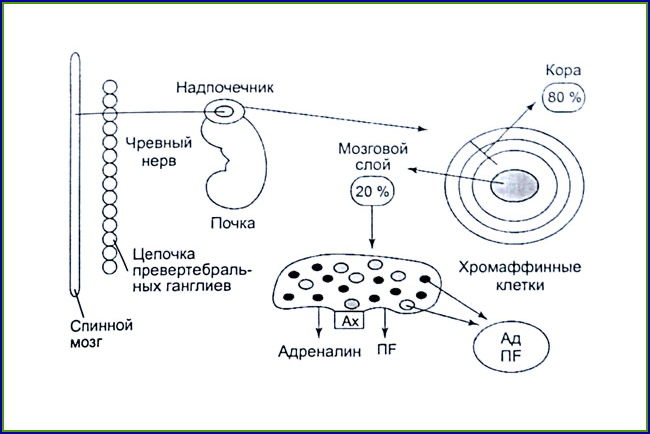 Хромаффинные клетки надпочечников