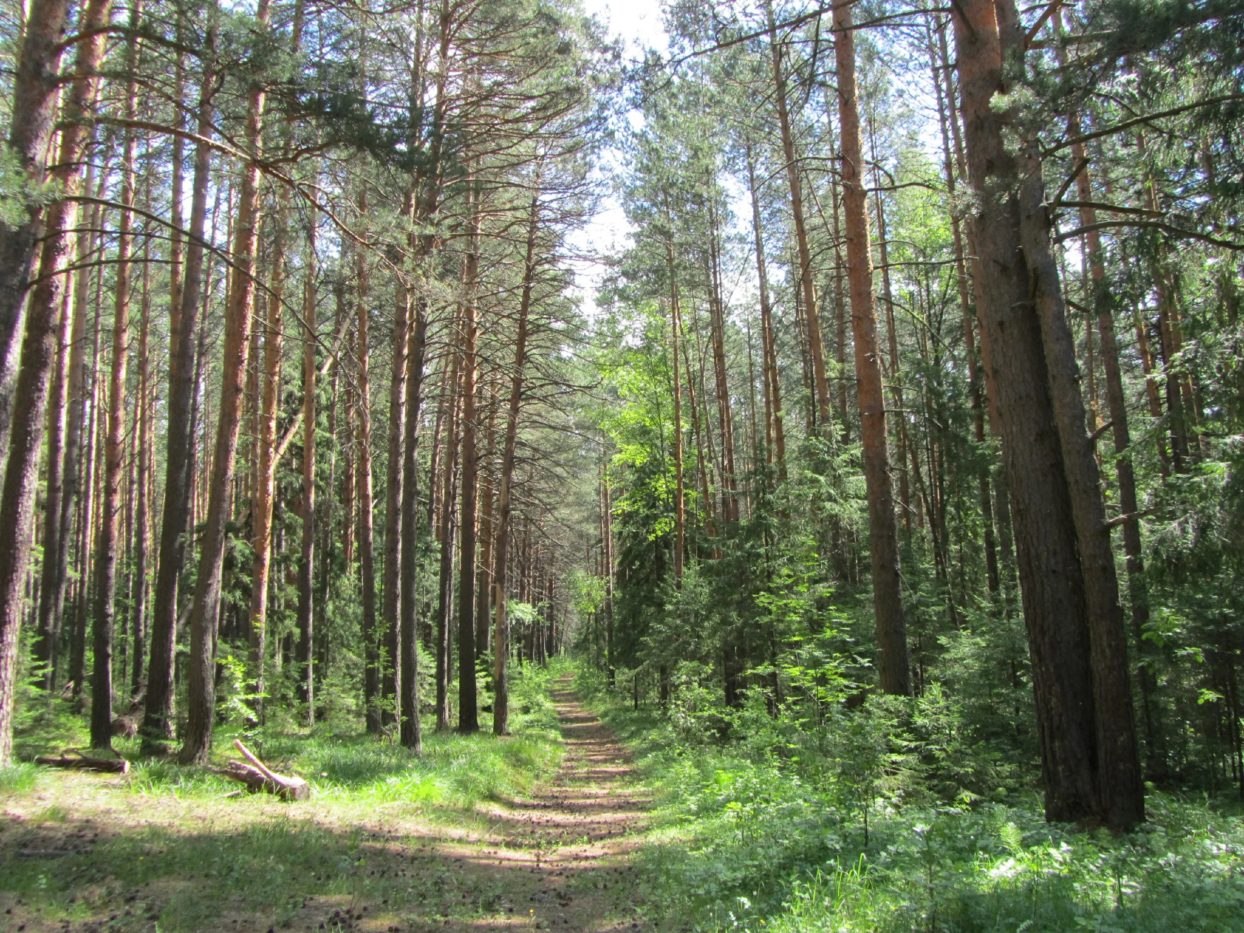 Лес томской области фото