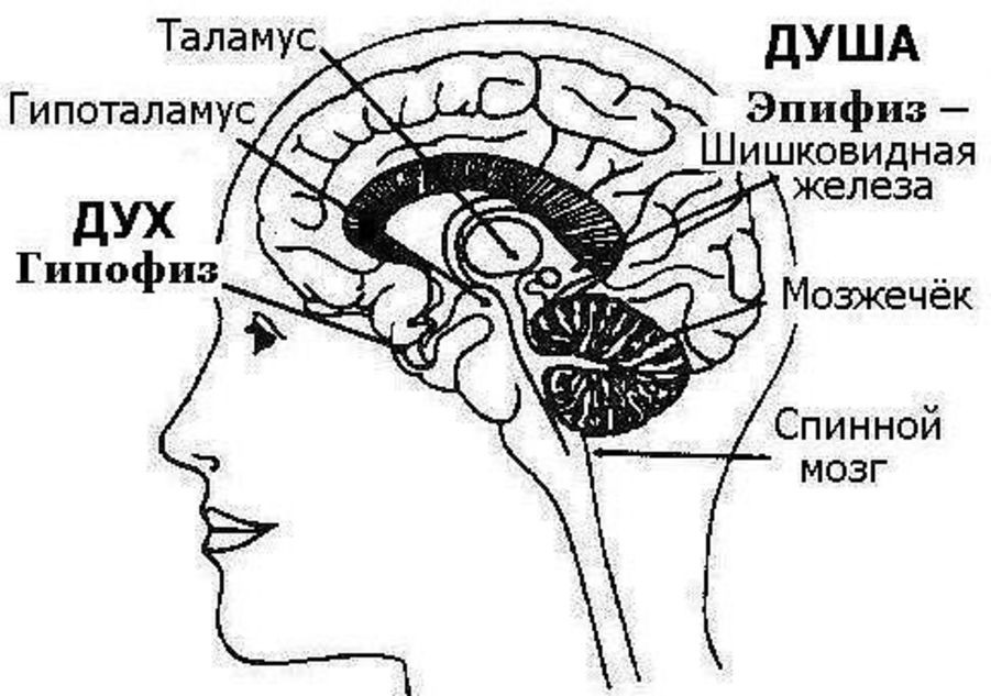 Гипофиз и эпифиз на рисунке отмечены цифрой