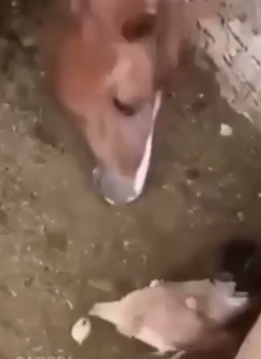 Un caballo se merienda un pollito