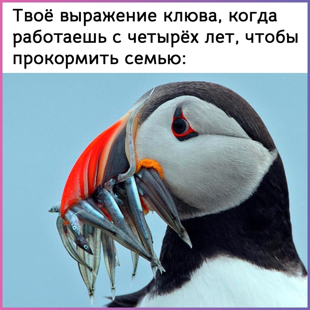 Доставал клювом. Птица похожая на пингвина. Клюв пингвина. Пингвин с красным клювом. Пингвин тупик.