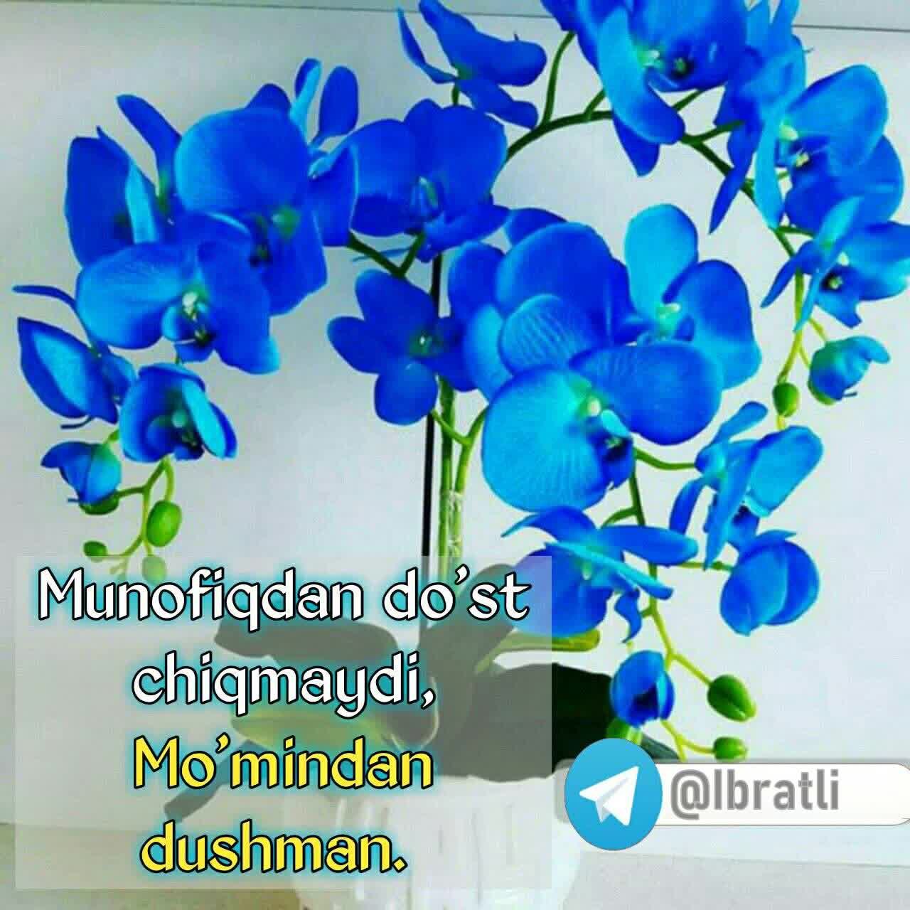 Орхидея Цимбидиум бело-синяя