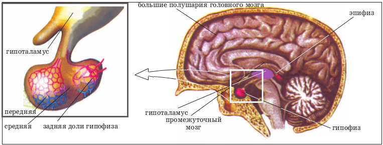 Расположение гипофиза. Гипофиз и шишковидная железа. Гипофиз гипоталамус шишковидная железа. Гипофиз головного мозга анатомия. Головной мозг гипоталамус гипофиз.