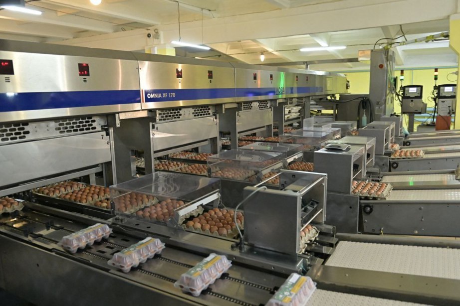 В Хабаровском крае растет производство куриного яйца