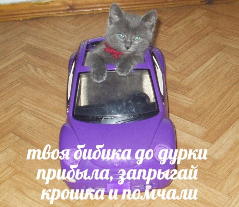 Вот это поедем. Котенок на машинке. Котик в машине. Котенок в игрушечной машине