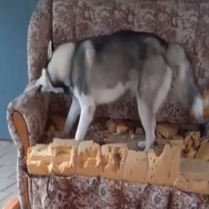 esto pasa si no sacas a tu perro