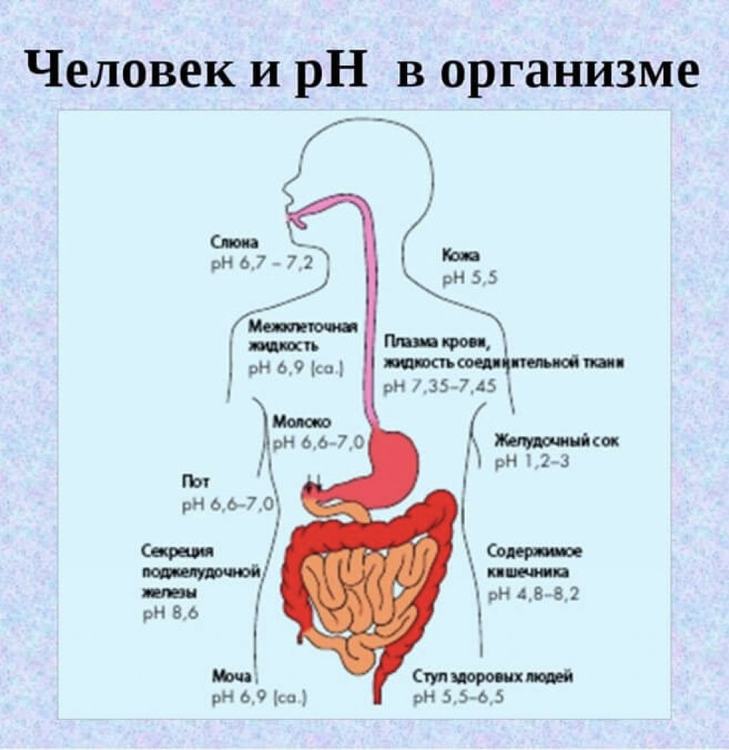 Среда в желудке. PH В разных отделах пищеварительного тракта. PH среда в организме человека. PH среды разных отделов ЖКТ. Щелочная среда в пищеварительной системе.