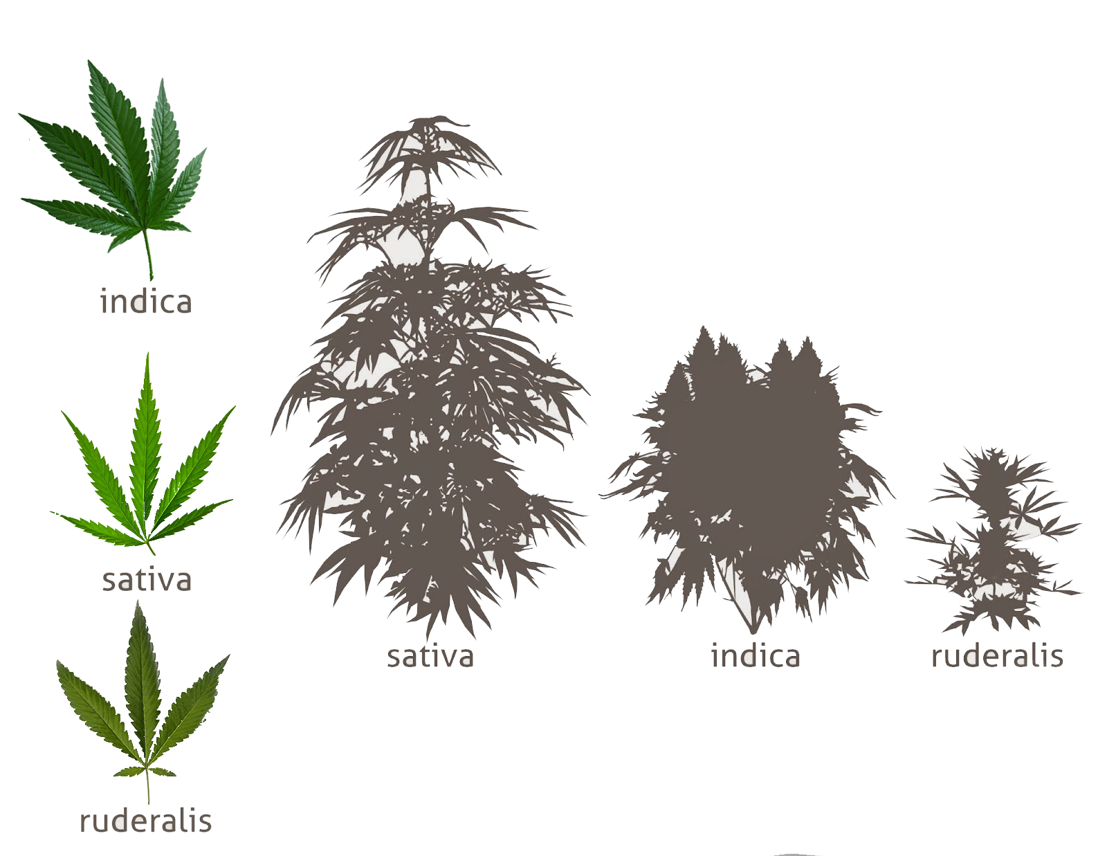 Indica, как правило, растет короче и кустовиднее, чем Sativa. 