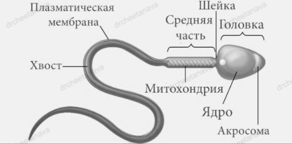 Мужская половая клетка. На рисунке изображен сперматозоид мужская половая клетка. На рисунке изображен сперматозоид. На рисунке изображён сперматозоид мужская половая. Адаптерные элементы в биологии.