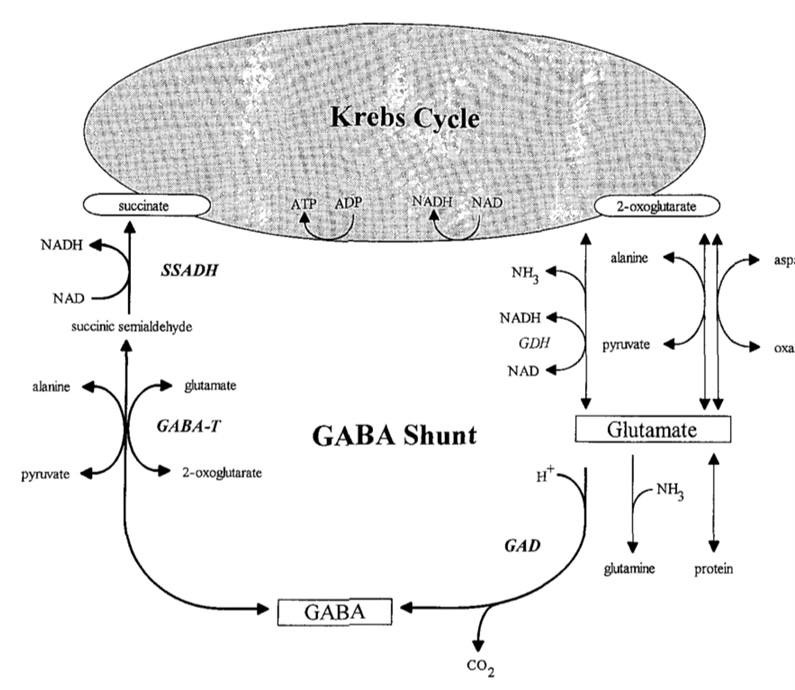 Различные шунты метаболизма – Telegraph