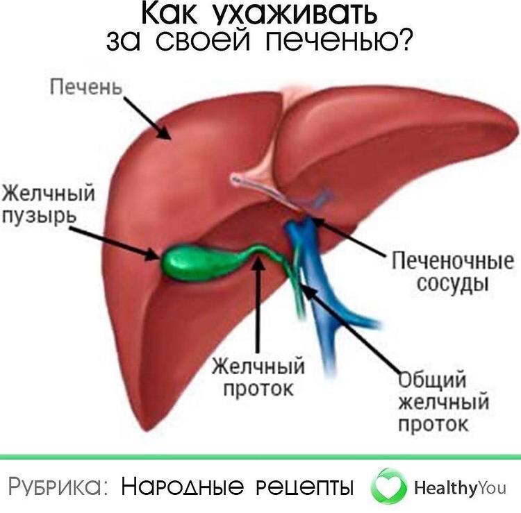 Где находится печень рисунок