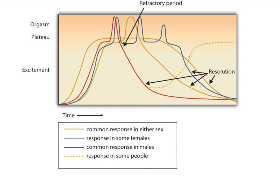 Kadın ve erkekdeki orgazm karşılaştırmasıSeks Efsaneleri - Vajinal Orgazm - Vajina Sıkılaştırma 