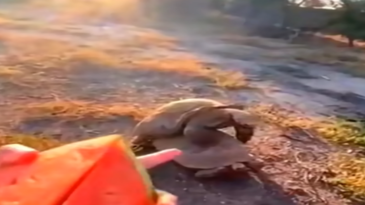 Tortugas comiendo mientras follan