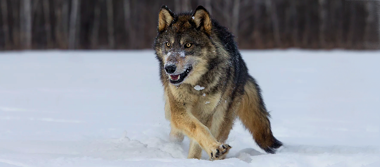 Волк точка ру. Альфа волк. Волк серый. Альфа самец волк. Альфа самец собака.