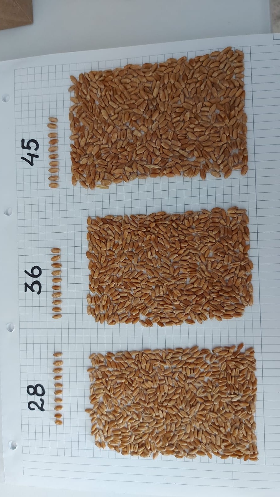 Масса 1000 семян – Telegraph