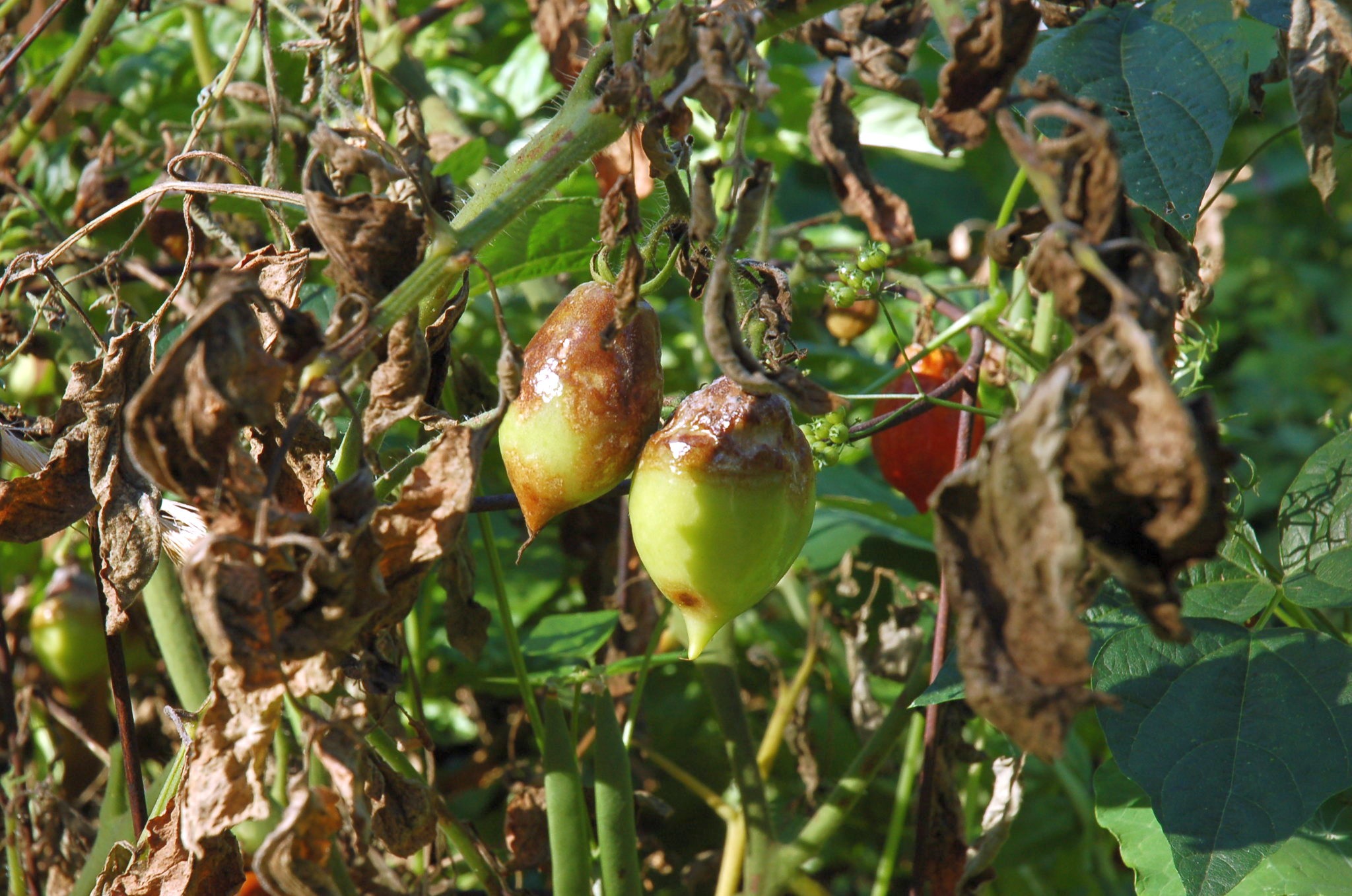 Фитофтора на кустах томатов