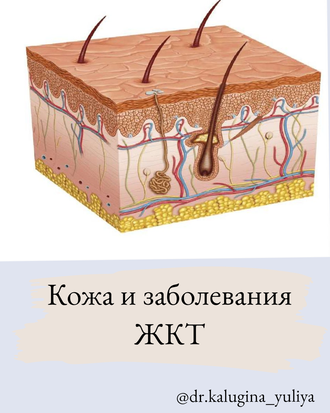 Кож д. Строение кожного Покрова человека. Кожа. Строение кожных покровов. Покров кожи человека. Кожа кожный Покров.