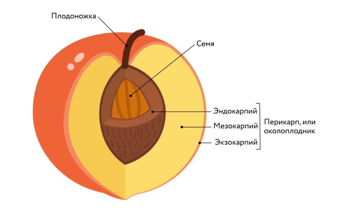 ОТТ. Урок 4. – Telegraph