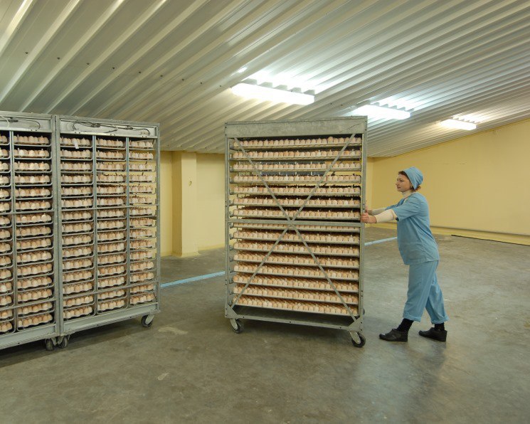 «Черкизово» покупает птицефабрику в Белгородской области