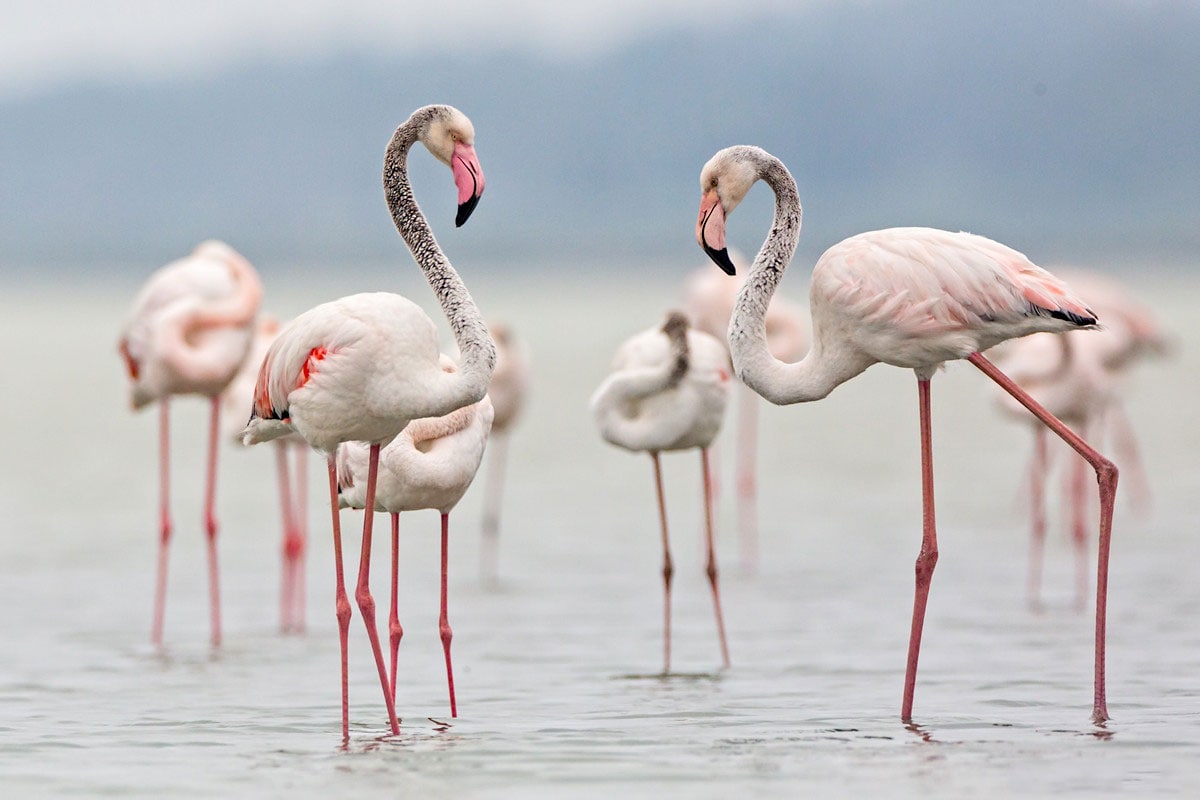 Фламинго. Розовые Фламинго на Кипре. Фламинго Нил. Пафос Фламинго. Фламинго в высоком качестве.