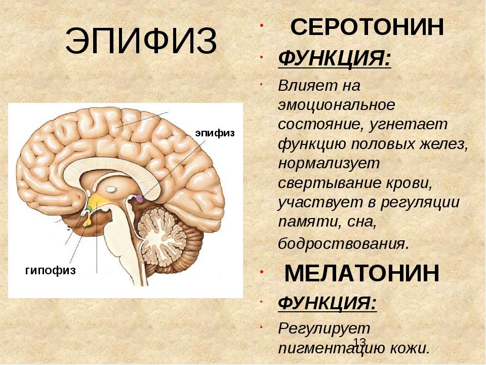 Гормоны вырабатываемые мозгом. Эпифиз железа функции. Мелатонин гормон эпифиза. Эпифиз функции 8 класс биология. Эпифиз гормоны 8 класс биология.